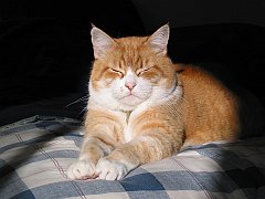 Gatti (43)